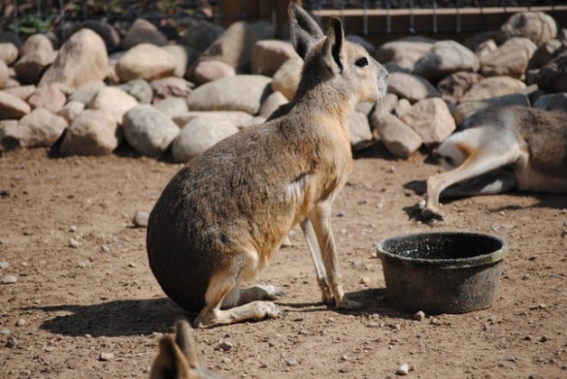 Patagonian Cavy