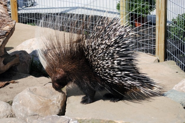 African Crested Porcupine